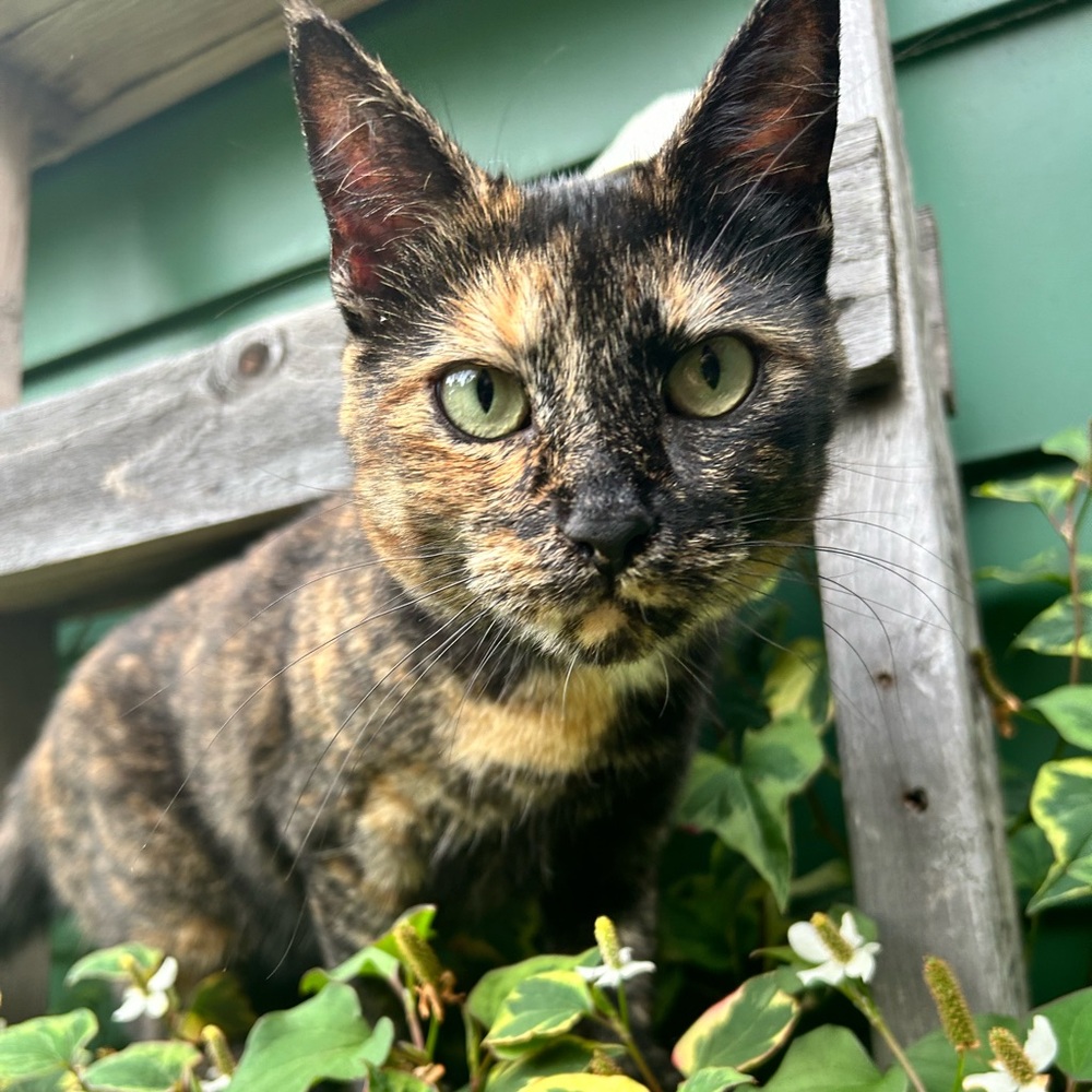 Meet your Posher, Dee